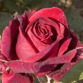 Velvet Fragrance Hybrid Tea Rose (Rosa Velvet Fragrance) 1